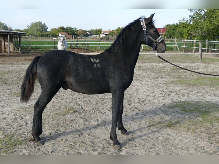 Lipizzaner Stallion Foal (02/2025) Can be white in F&#xFC;l&#xF6;psz&#xE1;llas