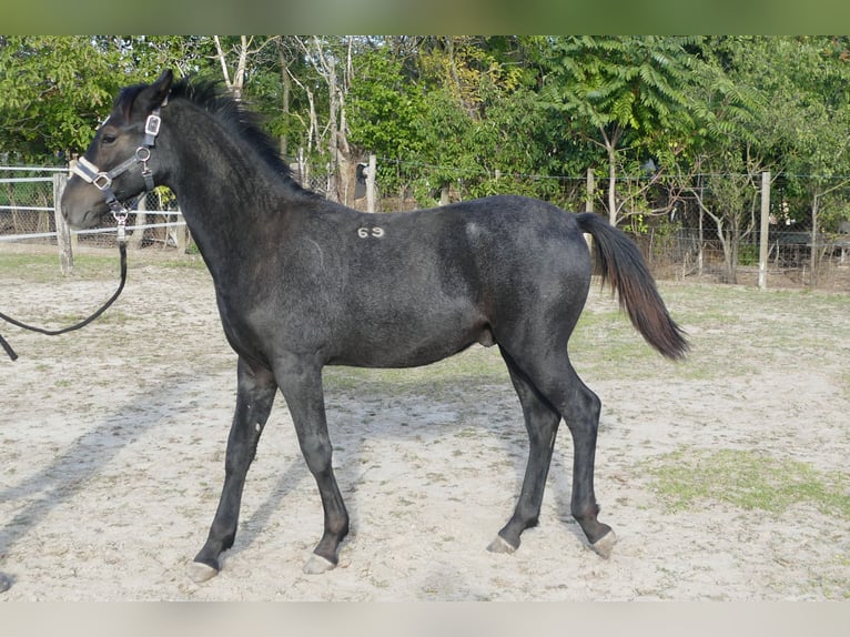 Lipizzaner Stallion Foal (02/2025) Can be white in F&#xFC;l&#xF6;psz&#xE1;llas