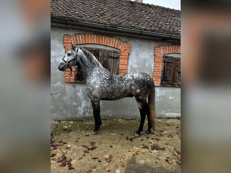 Lipizzaner Stallion Grey-Dapple in Vladislavci Lipizzaner Stallion Grey-Dapple in Vladislavci