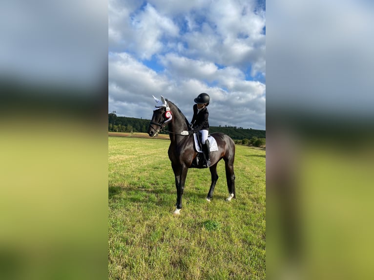 Lipizzaner Sto 11 år 168 cm Mörkbrun in Herbrechtingen