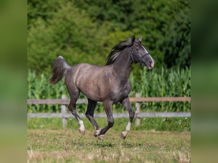 Lipizzaner Sto 1 år Grå-mörk-brun in Šentjernej