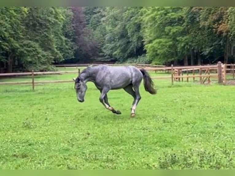 Lipizzaner Sto 4 år 150 cm Grå-blå-brun in Aalter