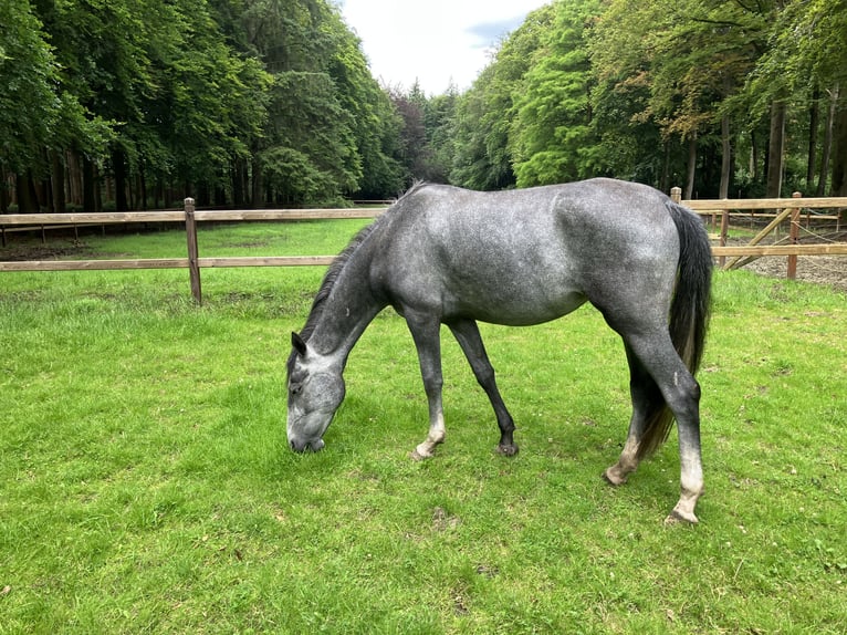 Lipizzaner Sto 4 år 150 cm Grå-blå-brun in Aalter