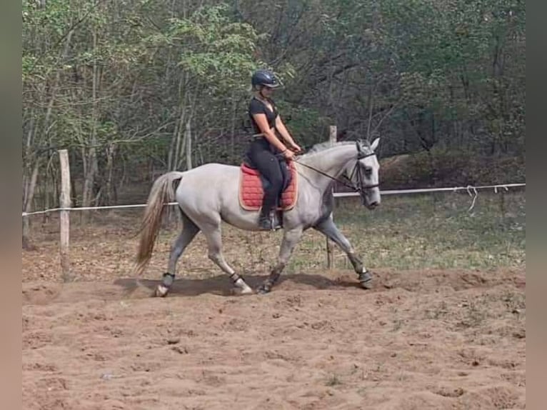 Lipizzaner Sto 5 år 155 cm Grå in Nagykáta