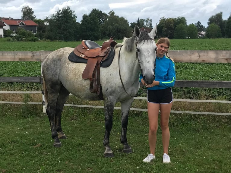 Lipizzaner Blandning Sto 6 år 160 cm Gråskimmel in Gangkofen