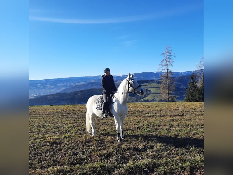 Lipizzaner Stute 10 Jahre 148 cm Schimmel in Voitsberg