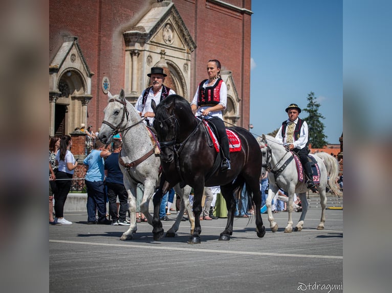 Lipizzaner Mix Stute 10 Jahre 160 cm Rappe in &#x10C;epin