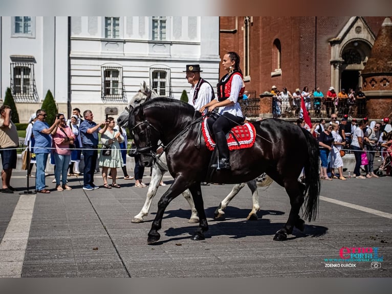 Lipizzaner Mix Stute 10 Jahre 160 cm Rappe in &#x10C;epin