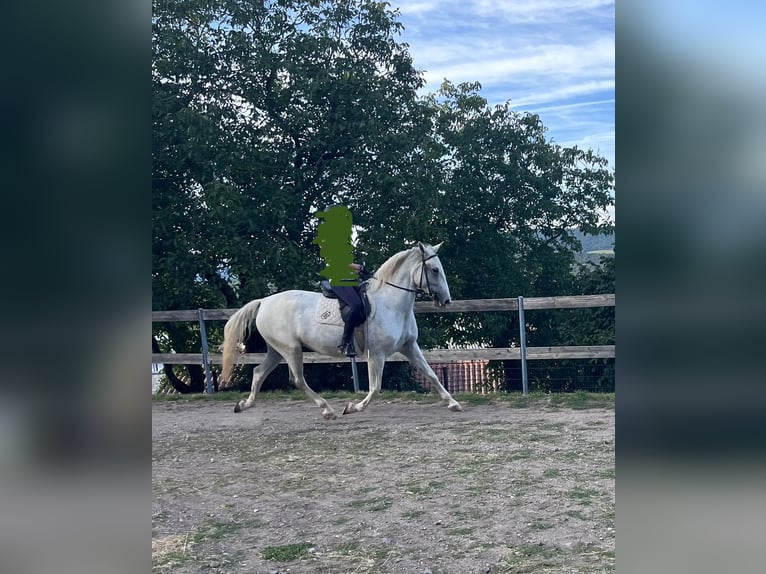 Lipizzaner Stute 10 Jahre 160 cm White in Se&#x17E;ana