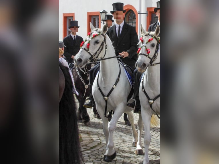 Lipizzaner Stute 10 Jahre 161 cm Schimmel in Neustadt in Sachsen