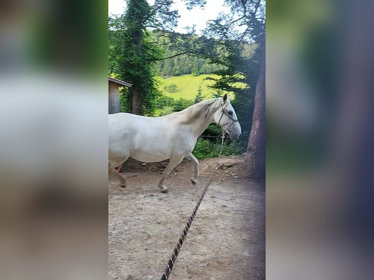 Lipizzaner Stute 10 Jahre Schimmel in M&#xFC;hldorf
