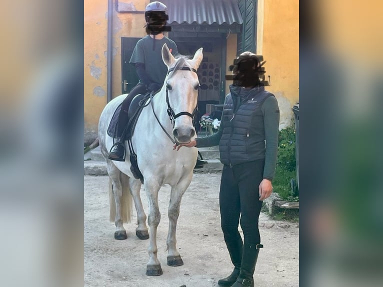 Lipizzaner Stute 11 Jahre 146 cm Schimmel in Ritzendorf