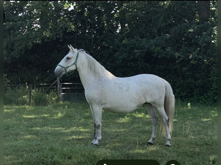 Lipizzaner Stute 11 Jahre 156 cm Fliegenschimmel in Velp