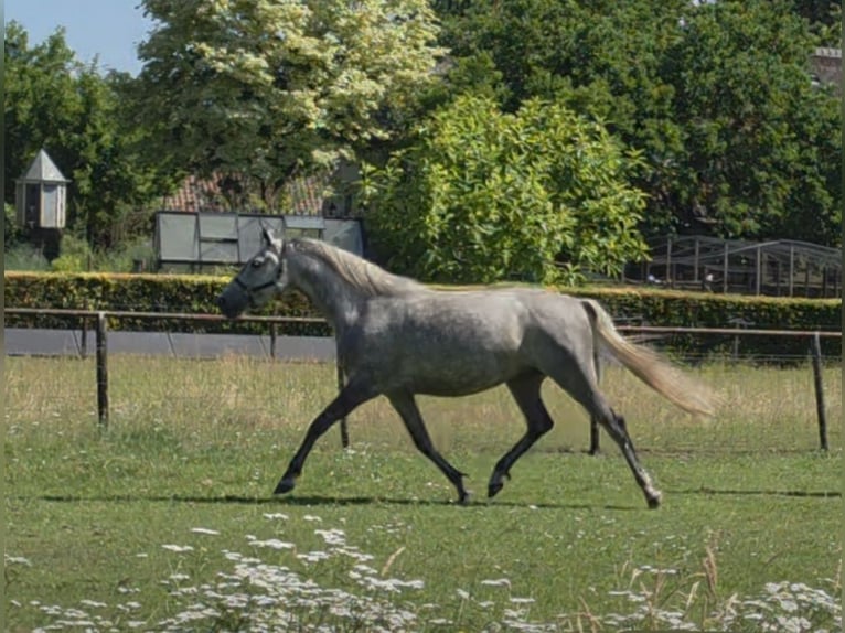 Lipizzaner Stute 11 Jahre 156 cm Fliegenschimmel in Velp