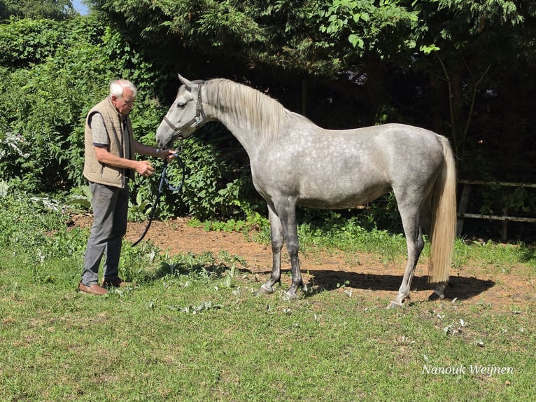 Lipizzaner Stute 11 Jahre 156 cm Fliegenschimmel in Velp