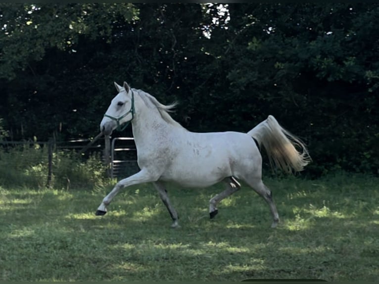 Lipizzaner Stute 11 Jahre 156 cm Fliegenschimmel in Velp