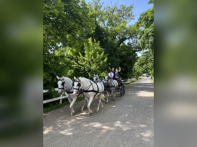 Lipizzaner Stute 11 Jahre 160 cm White in Sežana