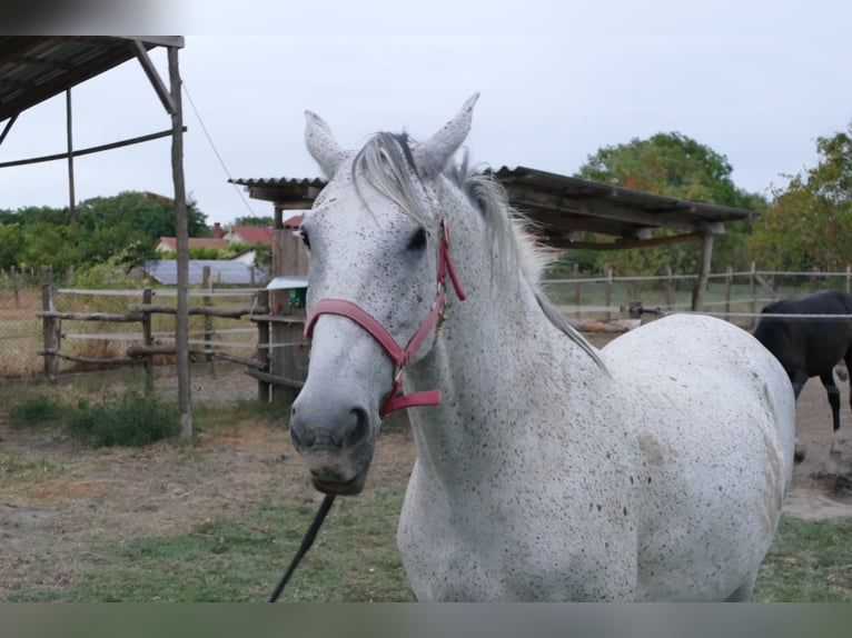 Lipizzaner Stute 11 Jahre 165 cm Schimmel in Fülöpszállás