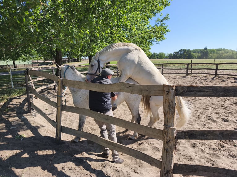 Lipizzaner Stute 11 Jahre 165 cm Schimmel in Fülöpszállás
