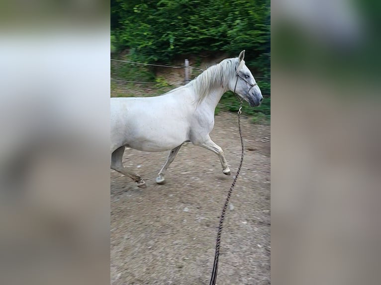 Lipizzaner Stute 11 Jahre Schimmel in Mühldorf