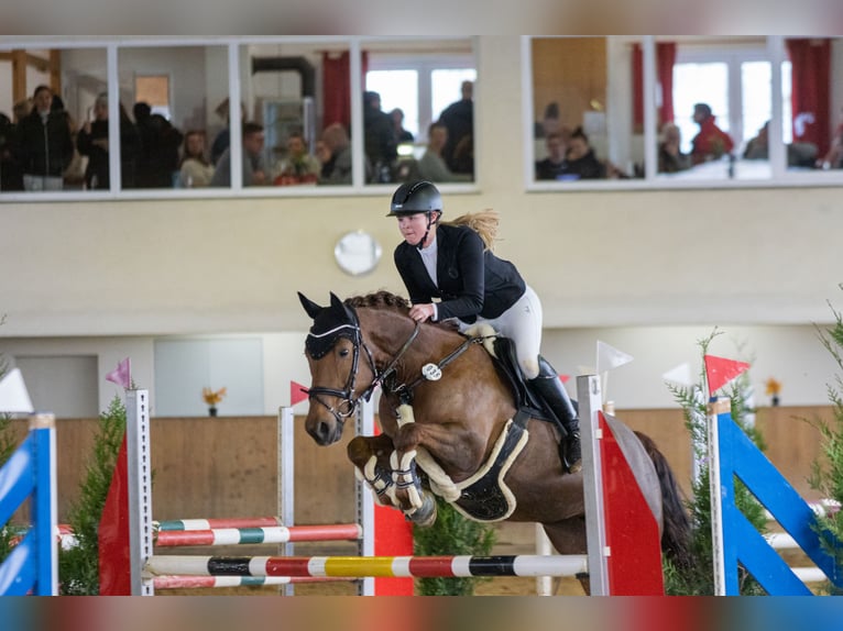 Lipizzaner Mix Stute 12 Jahre 155 cm Fuchs in Memmingen
