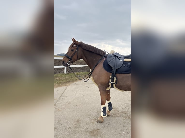 Lipizzaner Mix Stute 12 Jahre 155 cm Fuchs in Memmingen