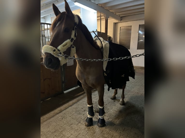 Lipizzaner Mix Stute 12 Jahre 155 cm Fuchs in Memmingen