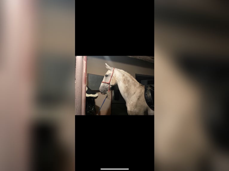 Lipizzaner Stute 12 Jahre 155 cm White in Đala
