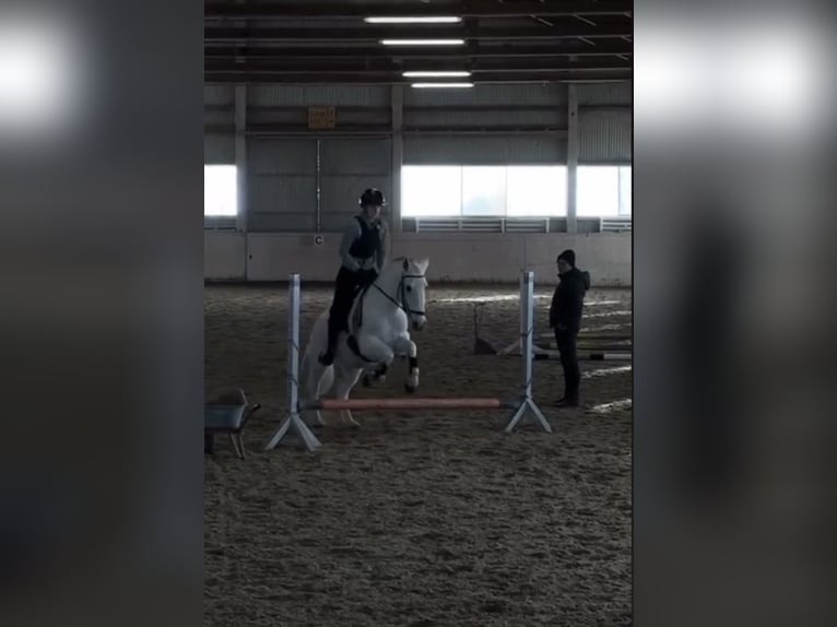 Lipizzaner Stute 13 Jahre 148 cm Schimmel in Wien, Leopoldstadt