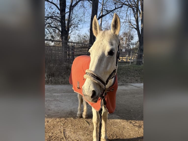 Lipizzaner Stute 13 Jahre 148 cm Schimmel in Wien, Leopoldstadt