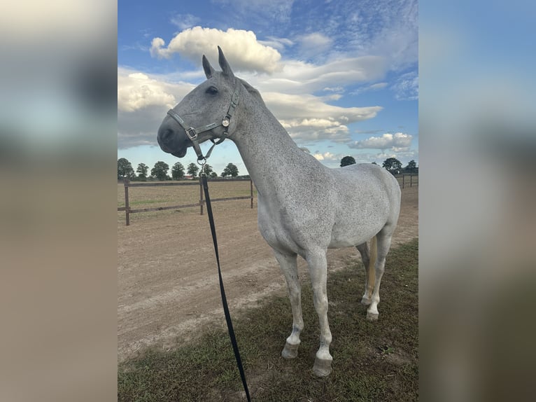 Lipizzaner Stute 13 Jahre 155 cm Fliegenschimmel in Ronnenberg
