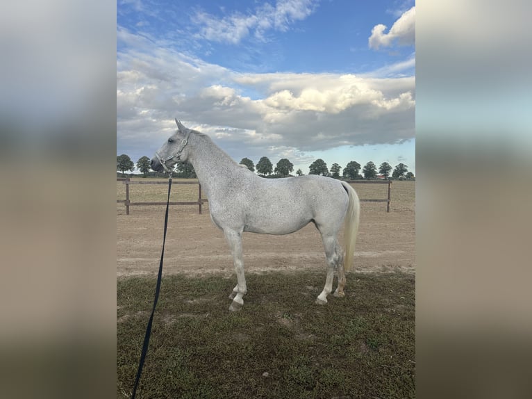 Lipizzaner Stute 13 Jahre 155 cm Fliegenschimmel in Ronnenberg