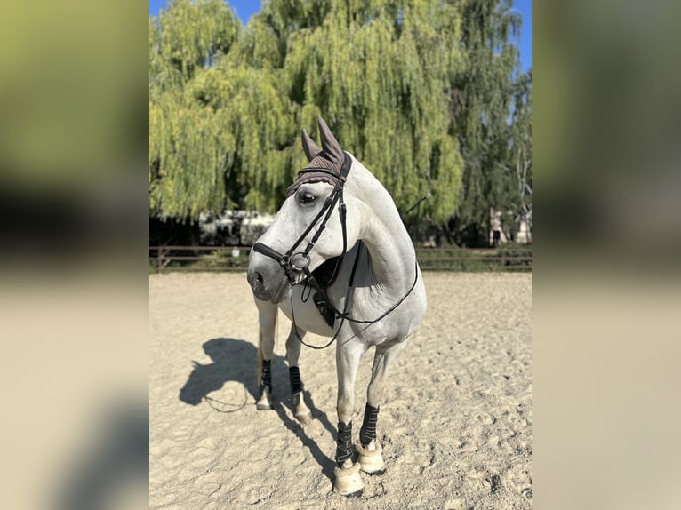 Lipizzaner Stute 13 Jahre 165 cm  in Niederabsdorf