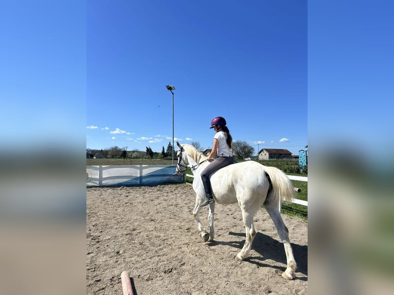 Lipizzaner Stute 13 Jahre White in Banja luka