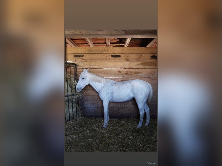 Lipizzaner Stute 13 Jahre White in Banja luka