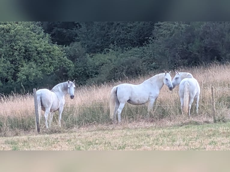 Lipizzaner Stute 14 Jahre 150 cm Schimmel in Berg