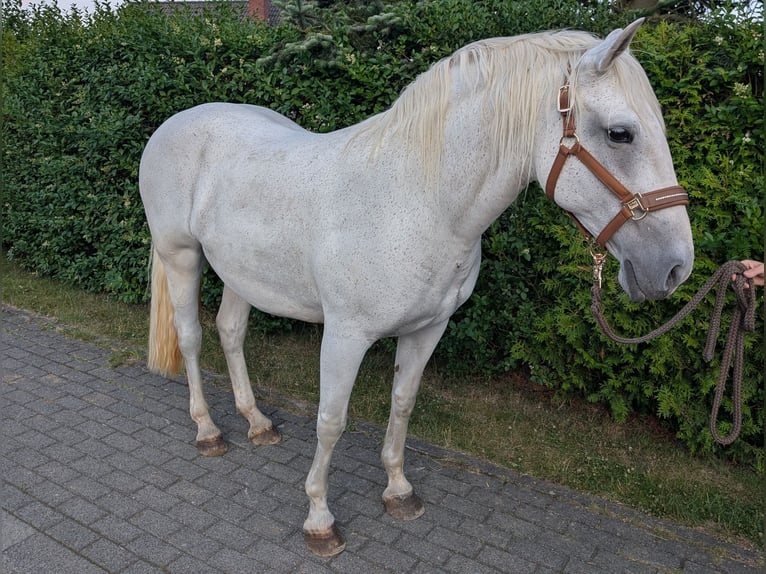 Lipizzaner Stute 14 Jahre 150 cm Schimmel in Berg