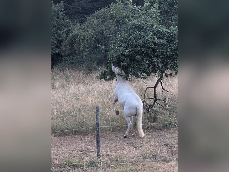 Lipizzaner Stute 14 Jahre 150 cm Schimmel in Berg