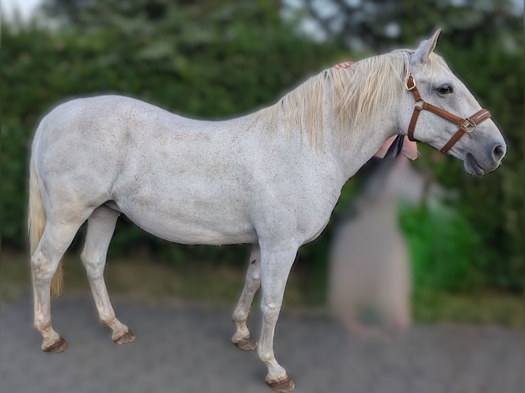 Lipizzaner Stute 14 Jahre 150 cm Schimmel in Berg