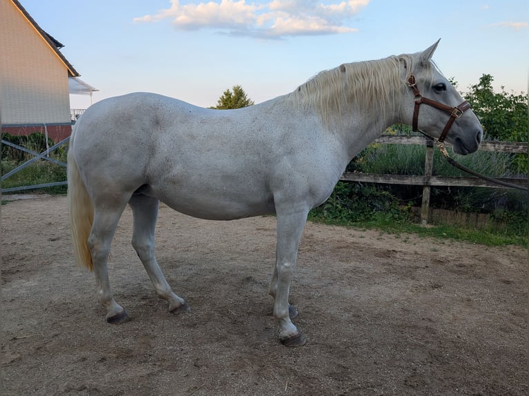 Lipizzaner Stute 14 Jahre 150 cm Schimmel in Berg