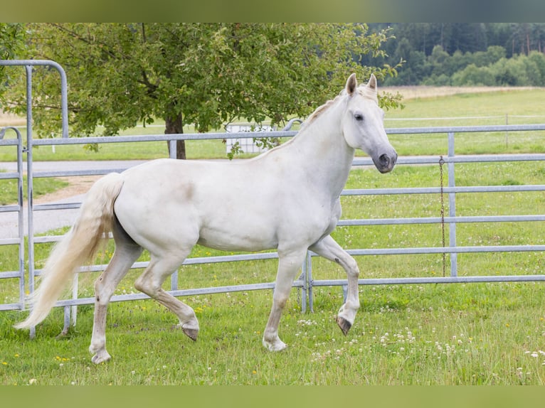 Lipizzaner Stute 14 Jahre 160 cm Schimmel in Waldkirchen