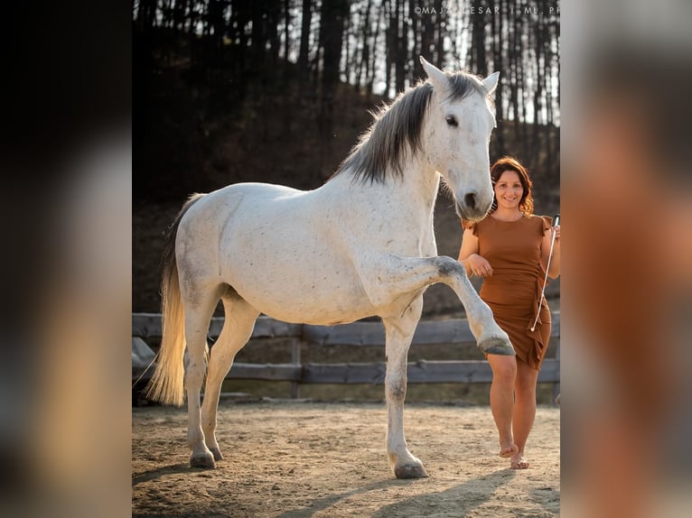 Lipizzaner Stute 16 Jahre 163 cm Schimmel in Kamnik