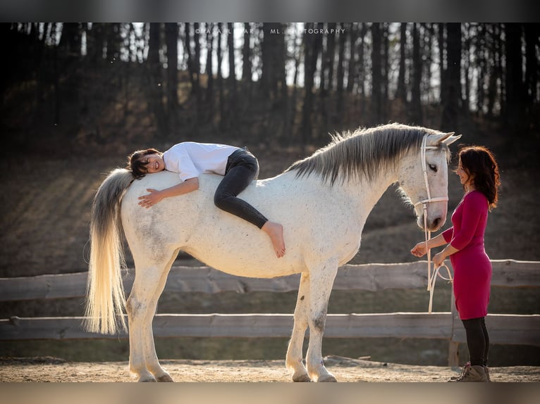 Lipizzaner Stute 16 Jahre 163 cm Schimmel in Kamnik