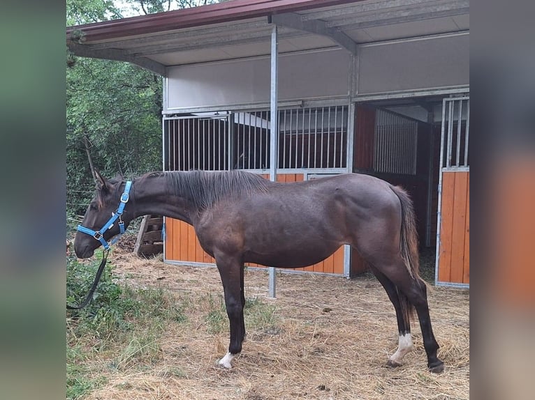 Lipizzaner Stute 1 Jahr 155 cm Dunkelbrauner in KOZINA