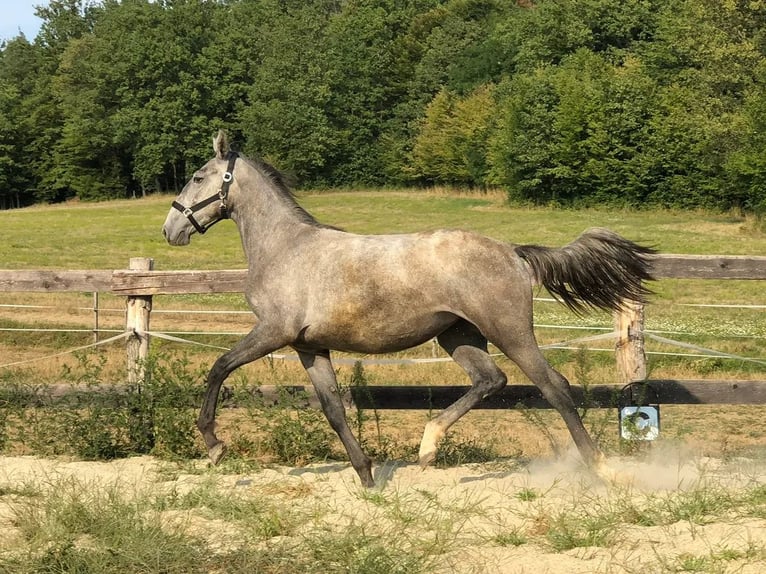 Lipizzaner Stute 1 Jahr 160 cm Schimmel in Heiligenbrunn