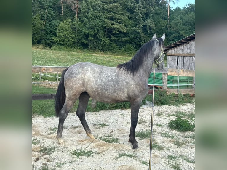 Lipizzaner Stute 1 Jahr 160 cm Schimmel in Heiligenbrunn