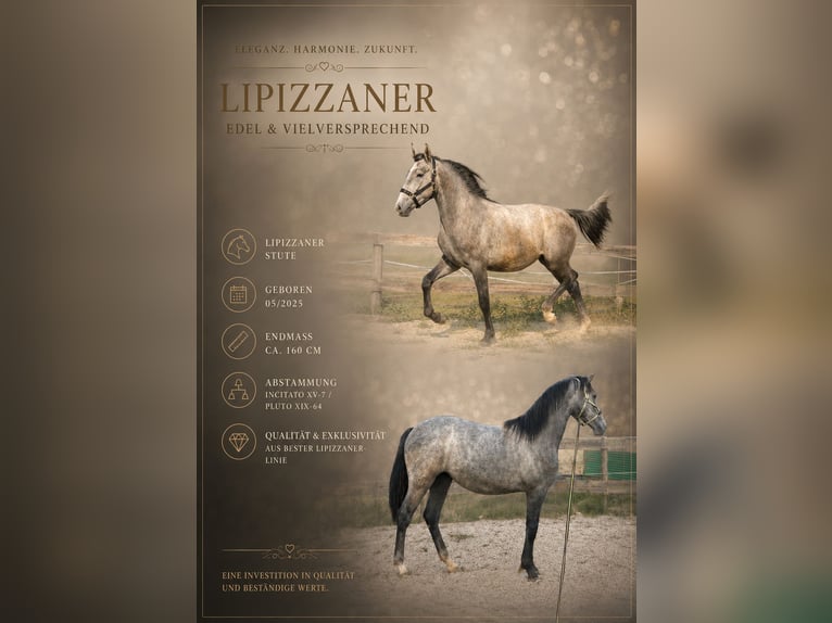 Lipizzaner Stute 1 Jahr 160 cm Schimmel in Heiligenbrunn