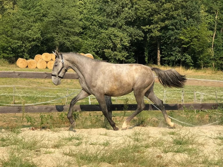 Lipizzaner Stute 1 Jahr 160 cm Schimmel in Heiligenbrunn