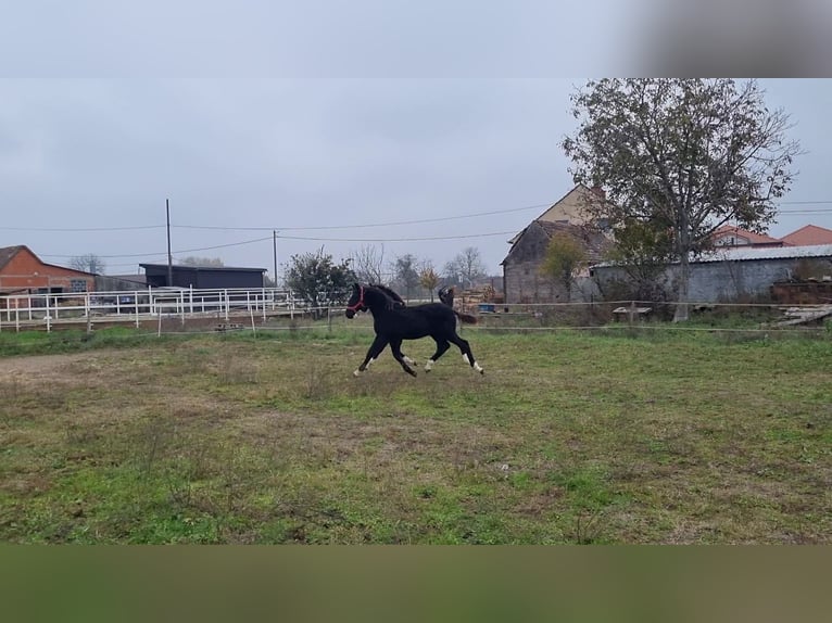 Lipizzaner Stute 1 Jahr 165 cm Rappe in Strizivojna