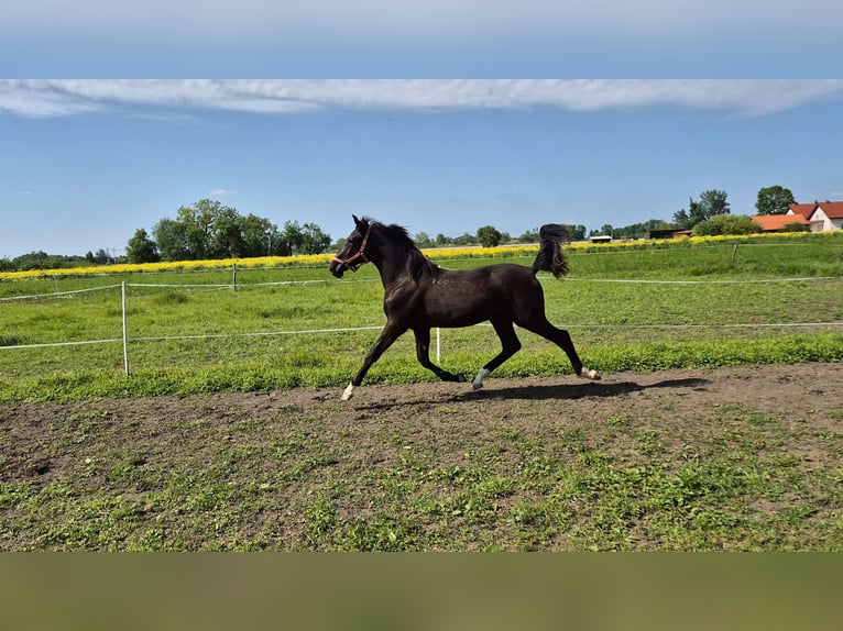 Lipizzaner Stute 1 Jahr 165 cm Rappe in Strizivojna